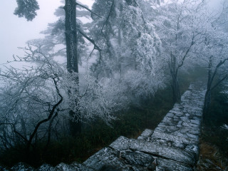 Stone wall trees snow foggy 3 - foggy free wallpaper