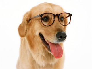 Dog glasses tongue out funny 3 - glass free wallpaper