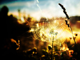 Spider web grass sunset blurry - a spider web free wallpaper for desktop
