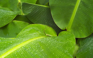 Green leaf water droplets bug 3 - free nature wallpaper