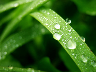 Green leaf water droplets macro 23 - a few other leaf free wallpaper