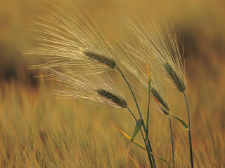 Tall grass field foreground background - heavy free wallpaper