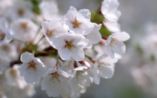 White flowers water droplets macro - white flower free wallpaper