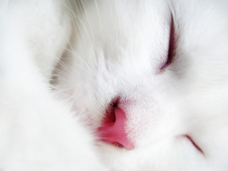 White cat closed eyes pink - a pink nose free wallpaper