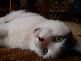 White cat laying green eyes - green eye free wallpaper