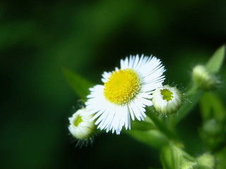 Flower macro blurry background dandelion - a blurry background behind free wallpaper for desktop