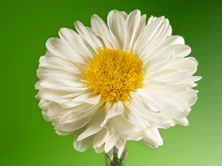 White yellow flower green background 2 - a yellow center in the center of the flower free wallpaper