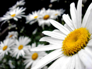 Daisy closeup yellow center black - many free wallpaper