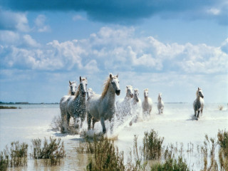 Horses running water cloudy day - a cloudy day free wallpaper