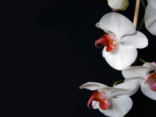 White flowers red centers black 5 - red center free wallpaper