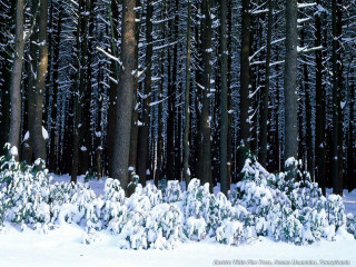Snowy forest trees snow ground 2 - environmental free wallpaper for desktop