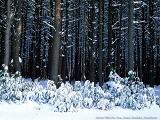 Snowy forest trees snow ground 3 - environmental free wallpaper for desktop