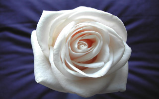 White rose blue background macro 3 - this picture free wallpaper