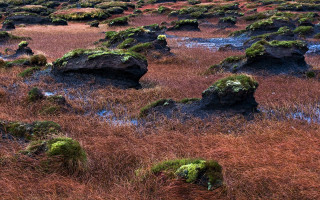 Field rocks grass mossy plants 7 - free landscape wallpaper for desktop