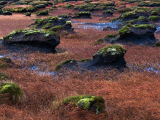 Field rocks grass mossy plants 3 - moss free wallpaper