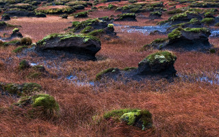 Field rocks grass mossy plants 8 - rock and grass free wallpaper