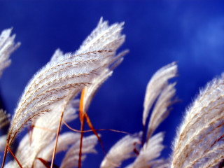 White flowers blue sky clouds 2 - a close up free wallpaper for desktop