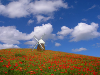 Windmill hill flowerfield bluesky impressionist - a windmill free wallpaper