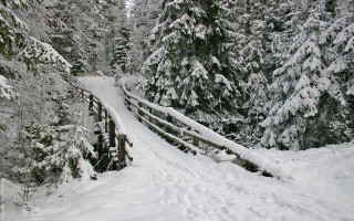 Skiing over bridge snow trees - covered ground free wallpaper