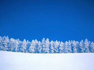 Snowboarder snowy hill trees blue - a snowboarder free wallpaper