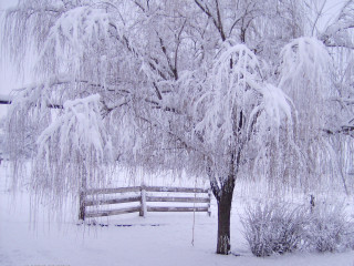 Winter snowy tree fence forest - david brewster free wallpaper