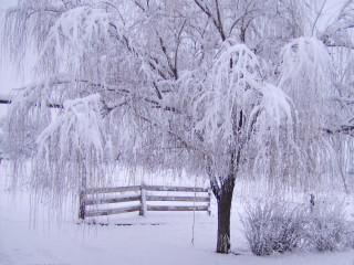 Winter snowy tree fence forest 2 - david brewster free wallpaper