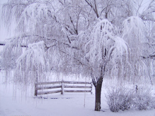 Snowy bare tree fence cherry - david brewster free wallpaper