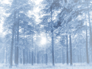 Snowy forest trees sunlight snow - tree and snow free wallpaper