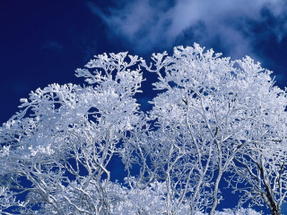 Snowy trees blue sky clouds - a group of trees free wallpaper