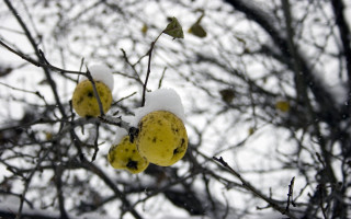 Tree yellow fruit snow leaves - fluxus free wallpaper