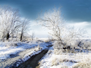 Snowy path field trees grass 2 - side of it free wallpaper