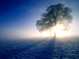 Lone tree snowy field sun 3 - volumetric light free wallpaper