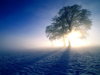 Lone tree snowy field sunlight - volumetric light free wallpaper
