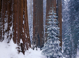 Skiing snow forest trees winter - the snow free wallpaper for desktop