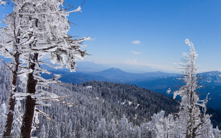 Snowy mountain trees background blue 3 - zenith view free wallpaper