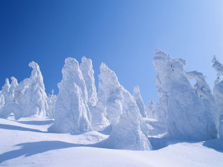 Snowboarder snow hill trees bushes - a snowboard free wallpaper