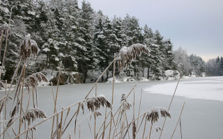 Snowy field trees water winter - snow free wallpaper