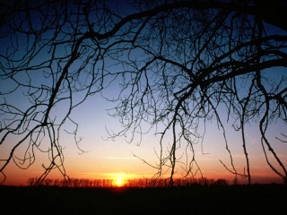 Sunset tree branches field sky 2 - a sunset free wallpaper for desktop