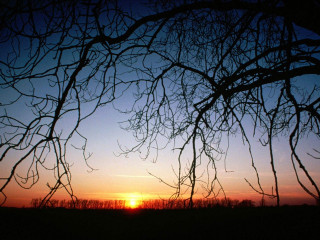 Sunset through branches tree field - a sunset free wallpaper for desktop