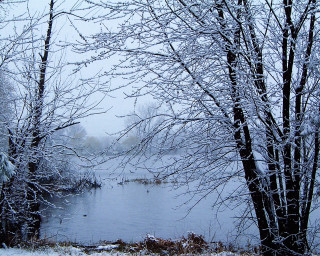 Lake snowy trees birds water 2 - a few bird free wallpaper