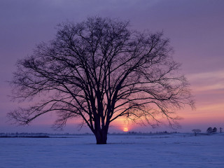 Tree snowy field sunset purple - the distance behind free wallpaper