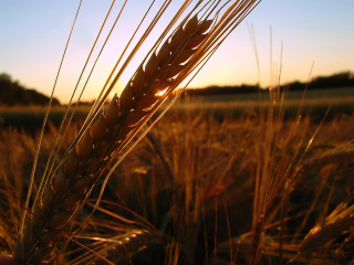 Wheat field sunset person holding 2 - the background and a person holding free wallpaper