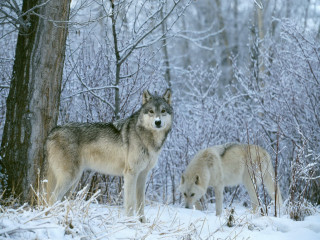 Two wolves snow tree woods 3 - two wolf free wallpaper