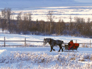 Horse carriage winter snowy field - the back free wallpaper