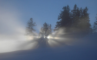 Foggy night light trees snow 7 - a foggy night free wallpaper