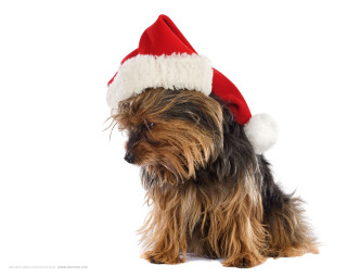 Small dog santa hat white 2 - dog free wallpaper