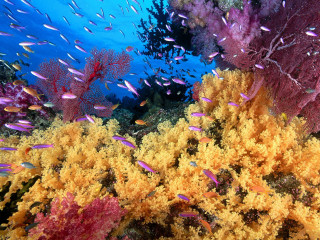 Colorful coral reef small fish 2 - colorful free wallpaper
