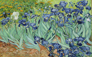 Blue irises garden yellow flowers - a green field behind free wallpaper