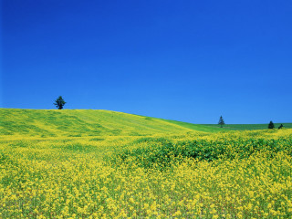 Yellow flowers tree blue sky 2 - a blue sky above free wallpaper for desktop