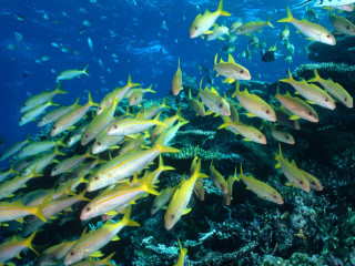Fish coral reef diver ocean 2 - underwater free wallpaper